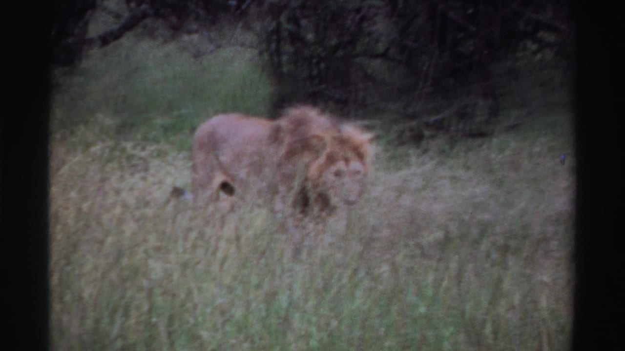 1969 Nigeria 8mm frame showing a male lion moving through grass near shaded brush, with its mane blurred by motion and soft focus.