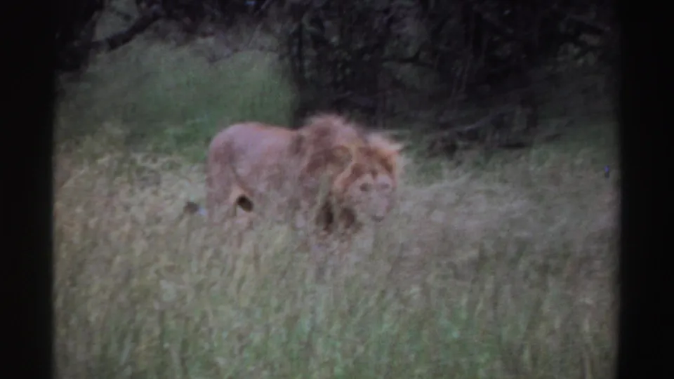 1969 Nigeria 8mm frame showing a male lion moving through grass near shaded brush, with its mane blurred by motion and soft focus.