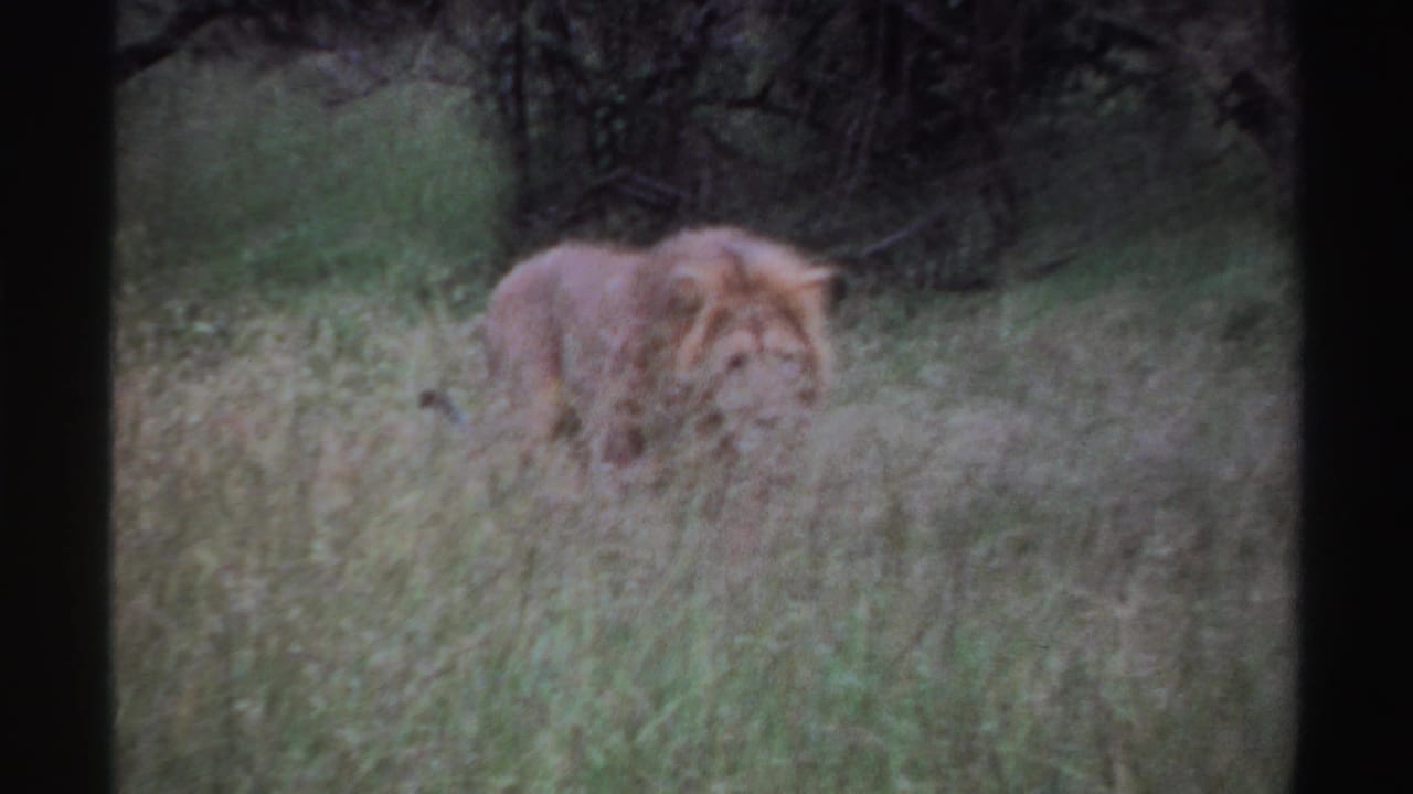 Male lion partly hidden in tall grass near dark brush.