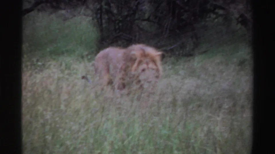 1969 Nigeria 8mm frame showing a male lion partly obscured by tall grass with dense brush behind it.