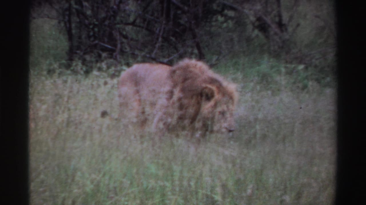 1969 Nigeria 8mm frame of a maned lion walking through pale grass, its head lowered beside dense vegetation.