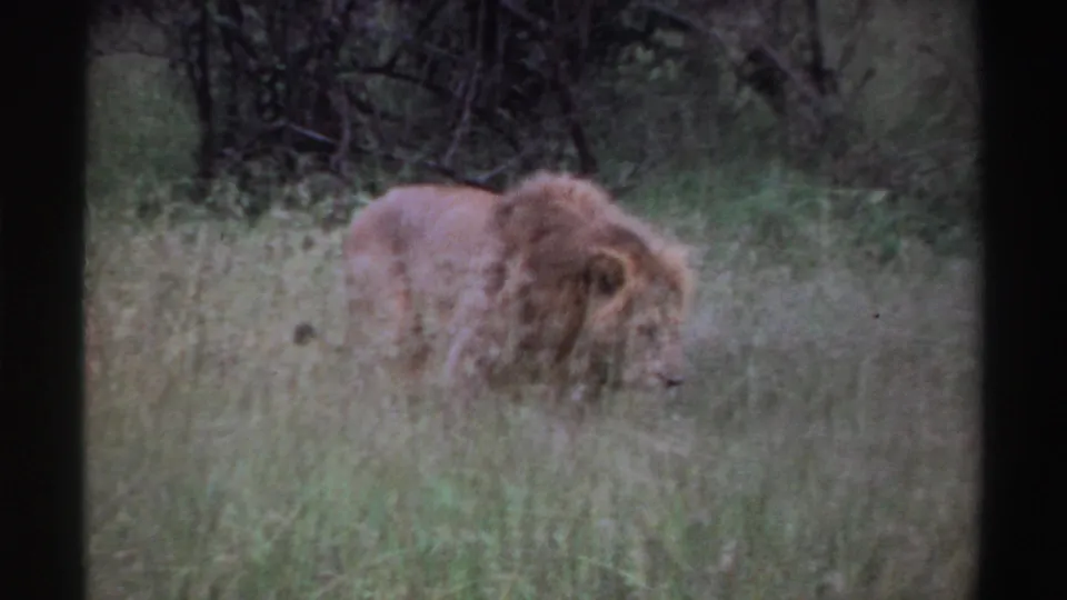 1969 Nigeria 8mm frame of a maned lion walking through pale grass, its head lowered beside dense vegetation.