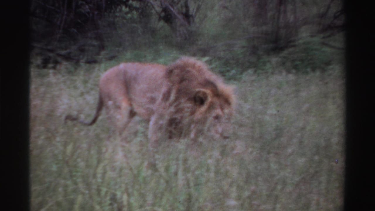 1969 Nigeria 8mm frame showing a side view of a male lion crossing through tall grass in soft, grainy color.