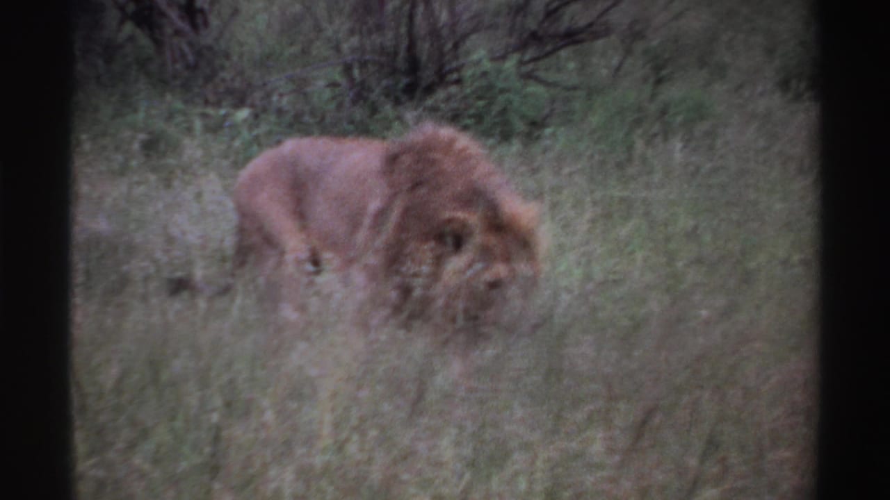 1969 Nigeria 8mm frame of a male lion moving through tall grass, partly softened by focus and vegetation.