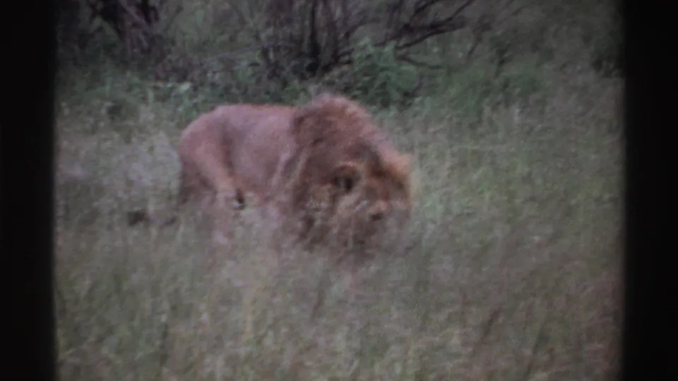 1969 Nigeria 8mm frame of a male lion moving through tall grass, partly softened by focus and vegetation.