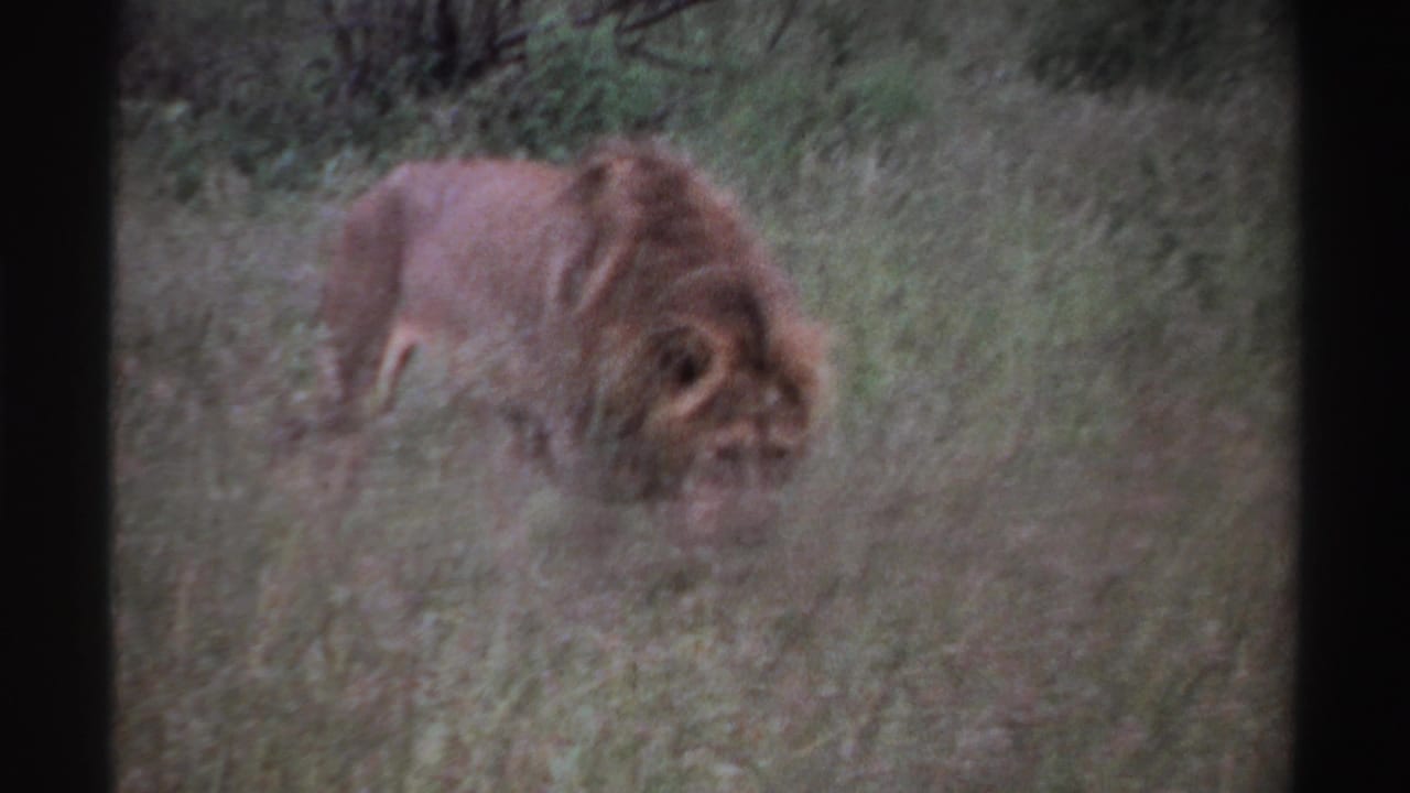 Male lion walking through tall grass with brush behind it.