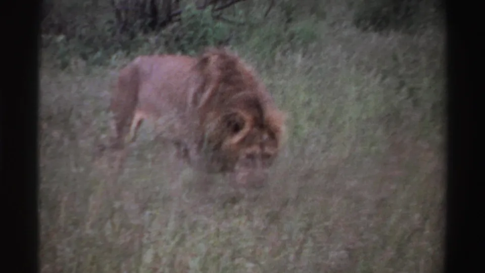 Male lion in tall grass, likely Nigeria 1969 based on clip metadata, seen in a soft 8mm frame with dark edge borders.