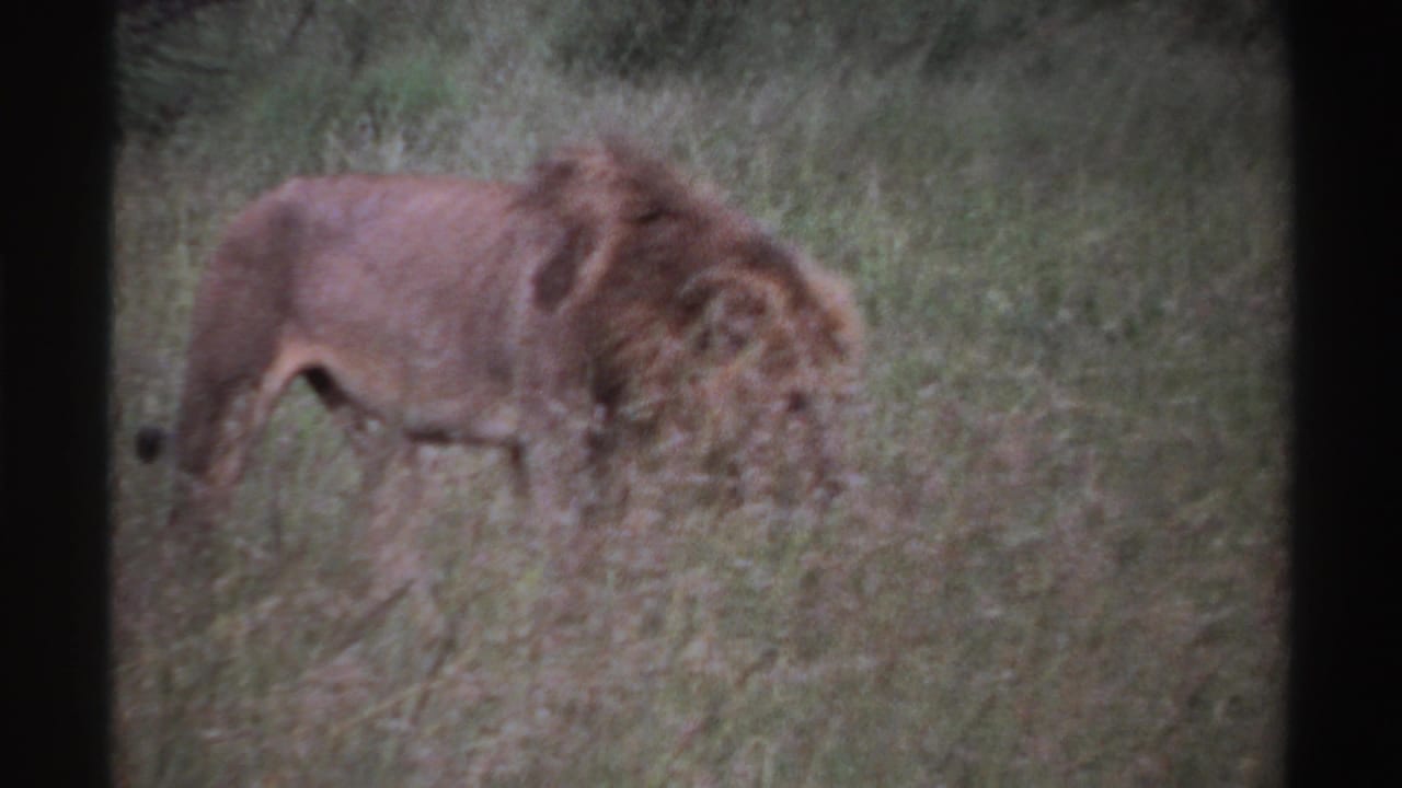 A male lion walks in profile through tall savanna grass in archival 8mm footage identified as Nigeria, 1969.