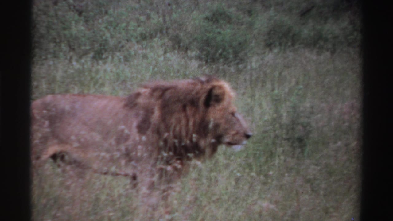 Side view of a male lion in tall grass, with faded color and grain consistent with 1960s 8mm home-movie footage.