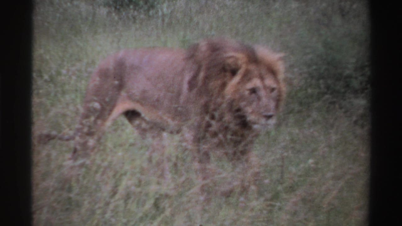Male lion partly facing the camera in tall grass, seen in archival 8mm footage with soft focus and faded color.