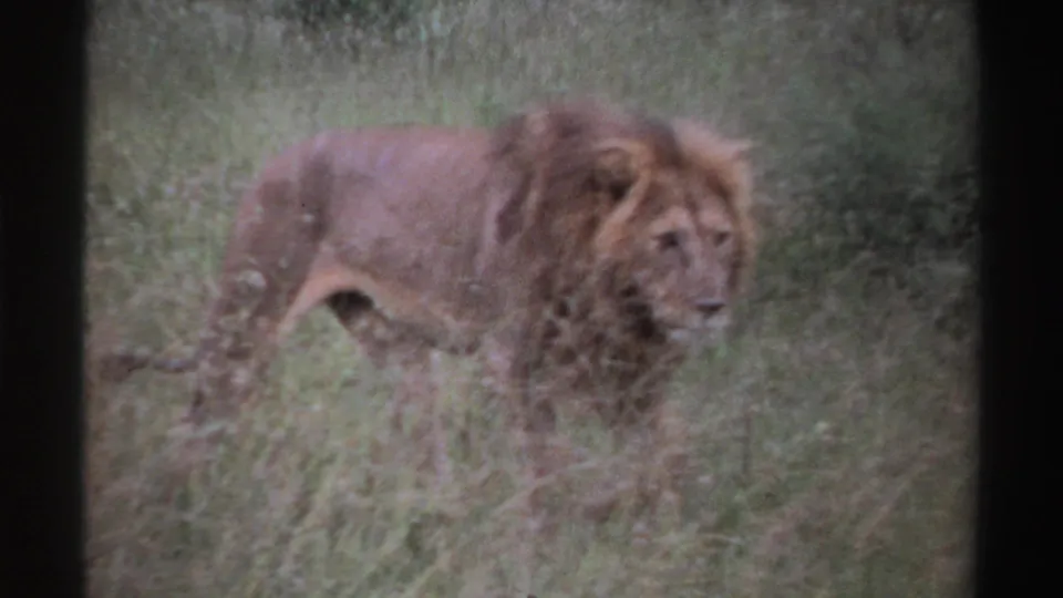 Male lion partly facing the camera in tall grass, seen in archival 8mm footage with soft focus and faded color.
