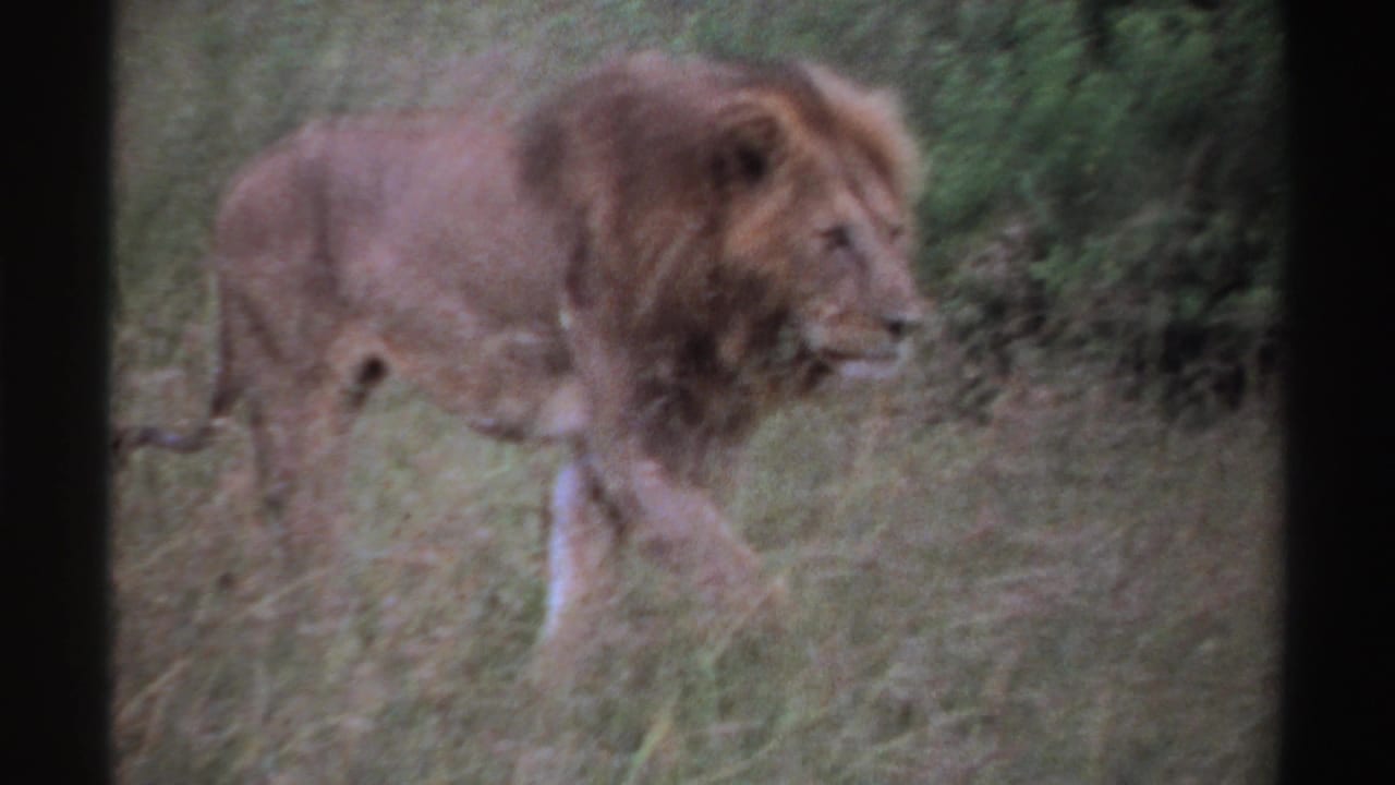 Male lion walking through tall grass beside brush.