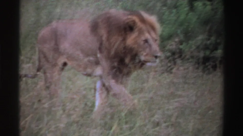 Male lion in Nigeria, 1969, walking calmly through tall grass and brush in soft 8mm color footage.