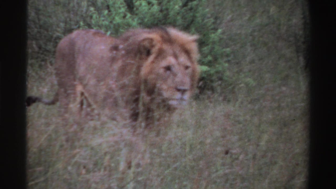 Male lion standing in grass with brush behind it.