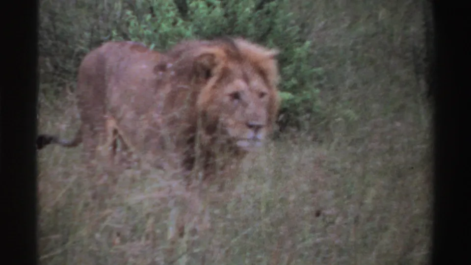 Male lion in Nigeria, 1969, seen from the side among grass and brush in grainy home-movie footage.