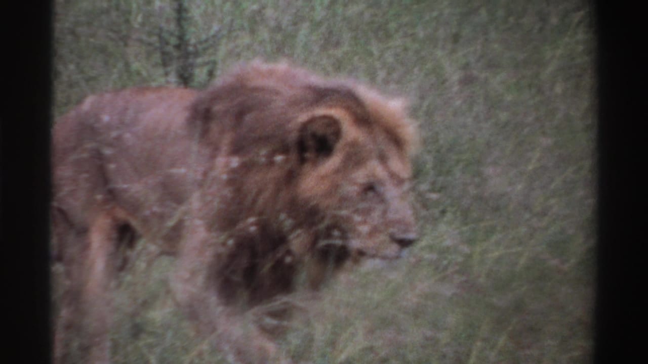 Closer 1969 Nigeria view of a male lion moving through tall grass, with its mane filling much of the frame.