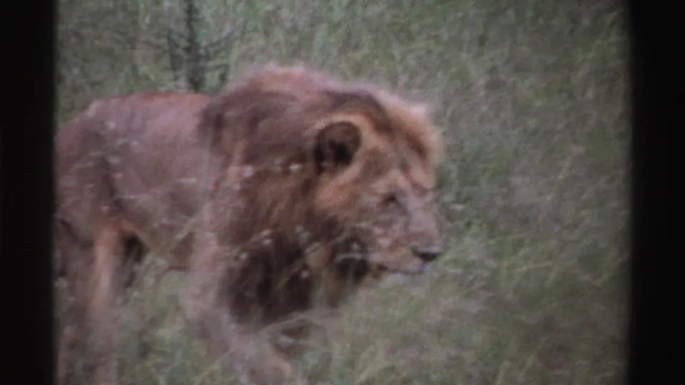 Closer 1969 Nigeria view of a male lion moving through tall grass, with its mane filling much of the frame.