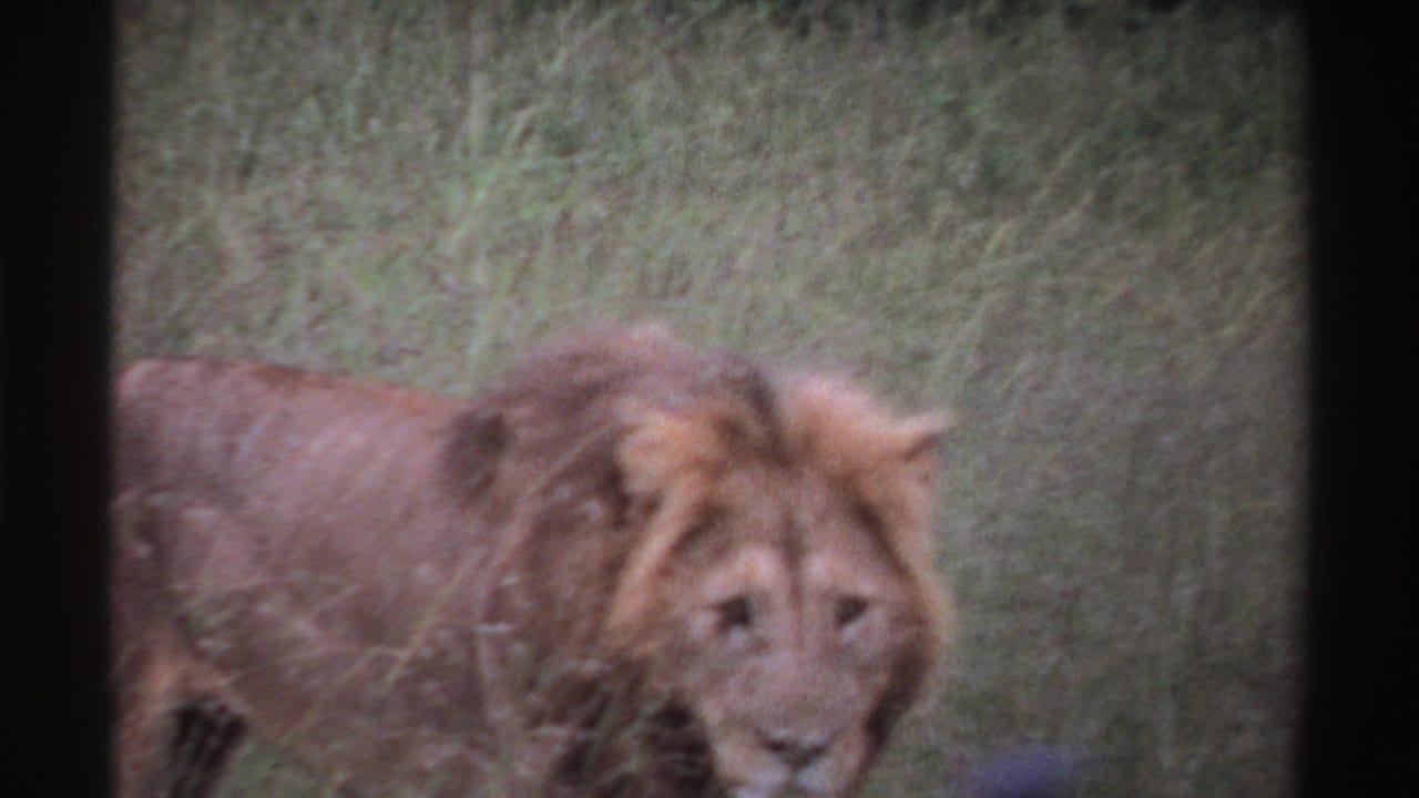 Male lion in 1969 Nigeria footage facing near the camera while partly obscured by grass and soft focus.