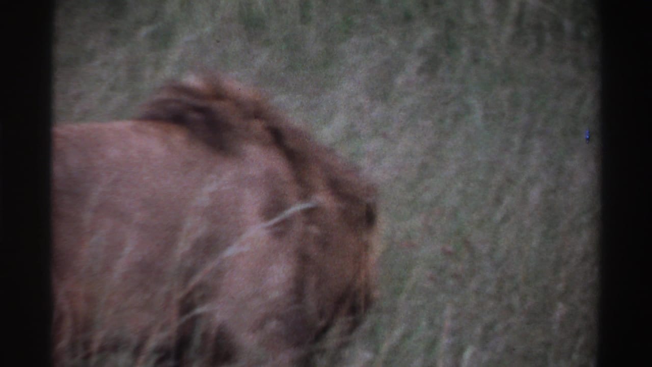 Male lion partly seen from the side in tall grass with dark film borders.