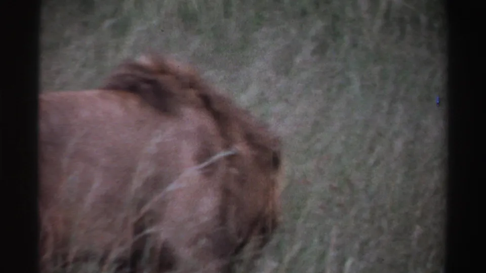 1969 Nigeria 8mm frame showing a male lion partly obscured by tall grass, with soft focus and dark gate edges.