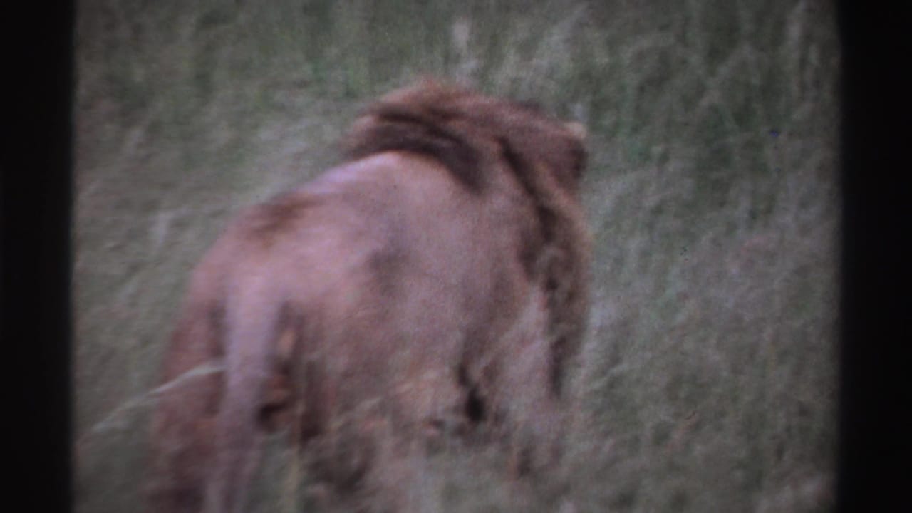 1969 Nigeria 8mm frame with a rear view of a maned lion walking through grassy savanna vegetation.