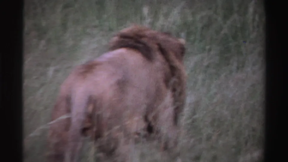 1969 Nigeria 8mm frame with a rear view of a maned lion walking through grassy savanna vegetation.