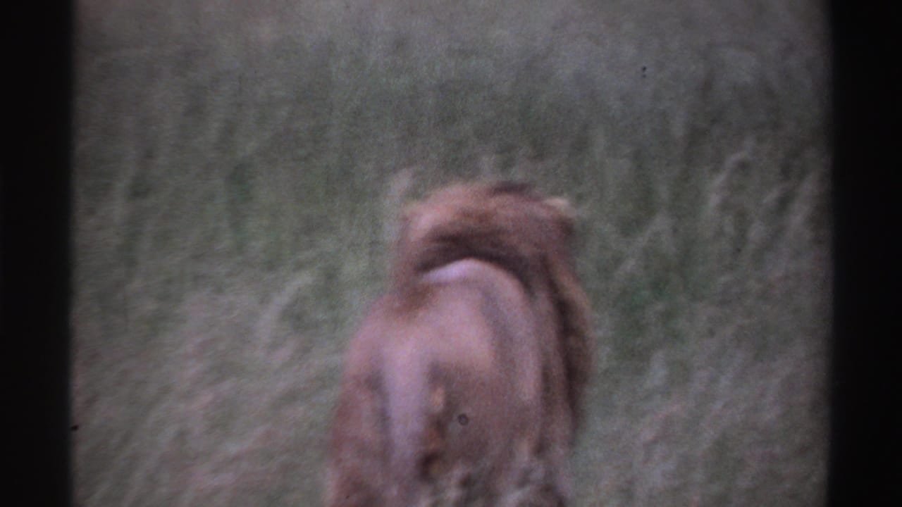 1969 Nigeria 8mm frame showing the lion from behind as it continues through tall grass under natural daylight.