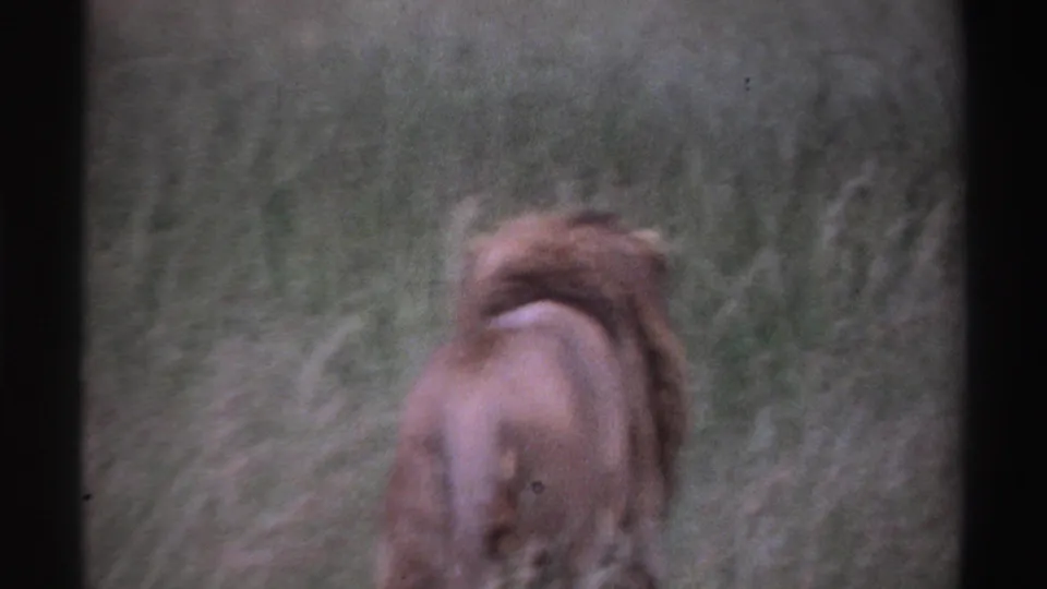 1969 Nigeria 8mm frame showing the lion from behind as it continues through tall grass under natural daylight.