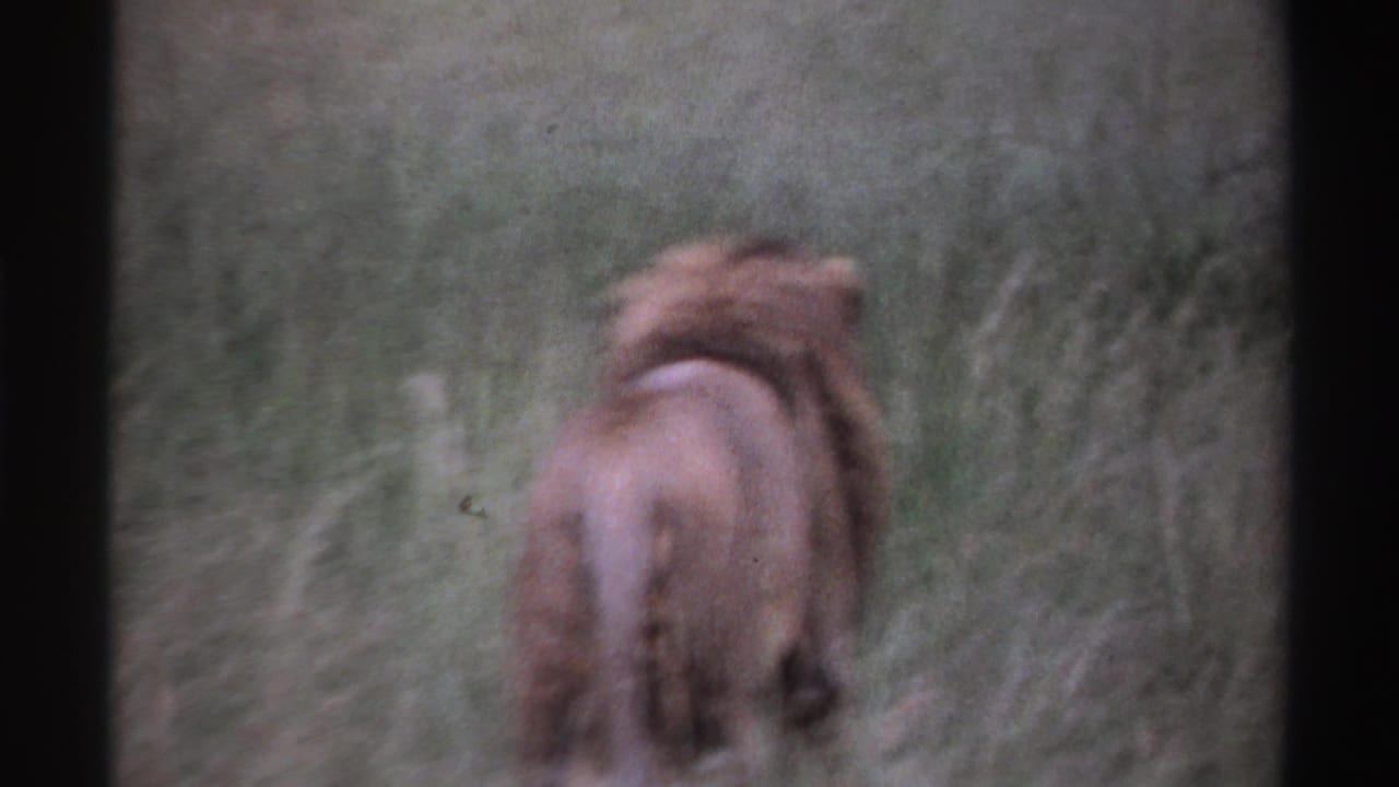 1969 Nigeria 8mm frame with the lion farther from the camera, moving away through tall savanna grass.