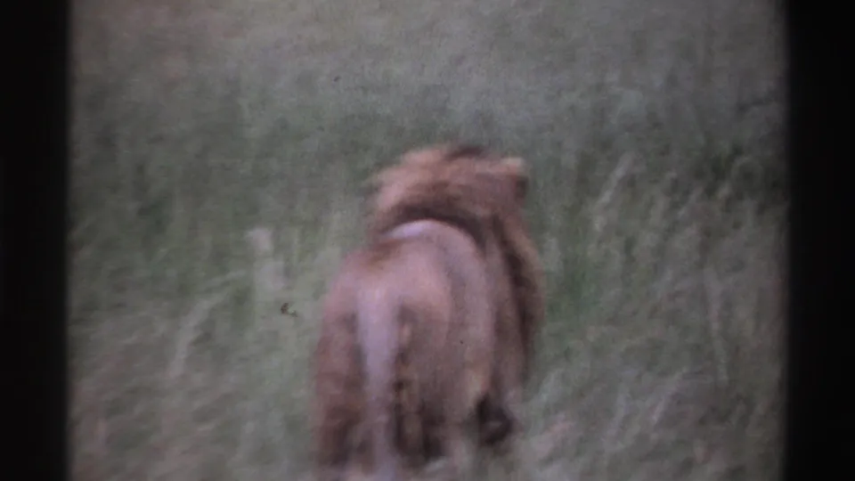 1969 Nigeria 8mm frame with the lion farther from the camera, moving away through tall savanna grass.