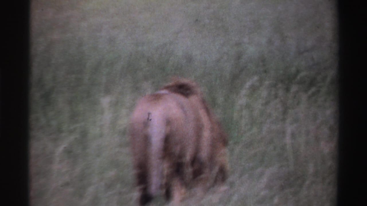 Male lion walking away through tall grass, seen from behind in soft focus.