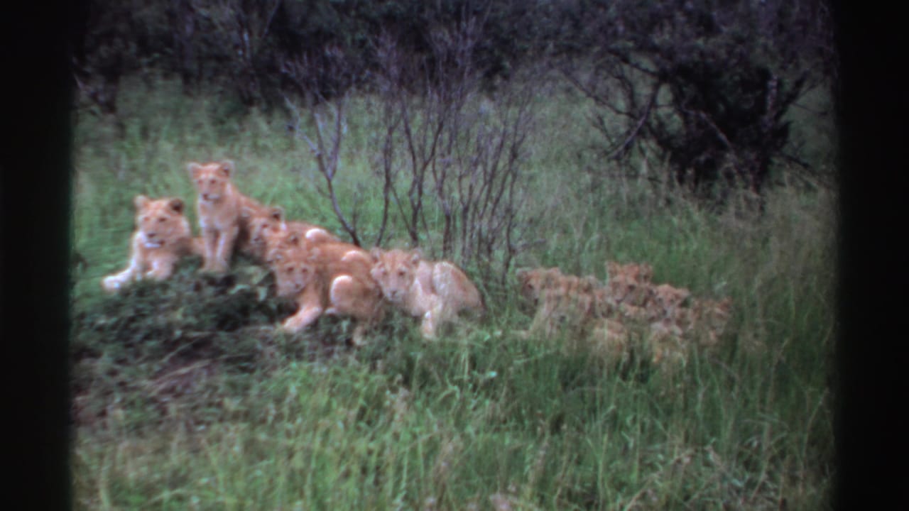 1969 Nigeria 8mm frame of lion cubs clustered near a mound, with one cub lying forward and others partly hidden in tall grass.
