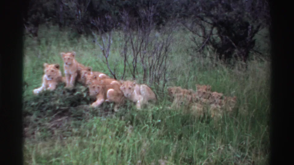 1969 Nigeria 8mm frame of lion cubs clustered near a mound, with one cub lying forward and others partly hidden in tall grass.