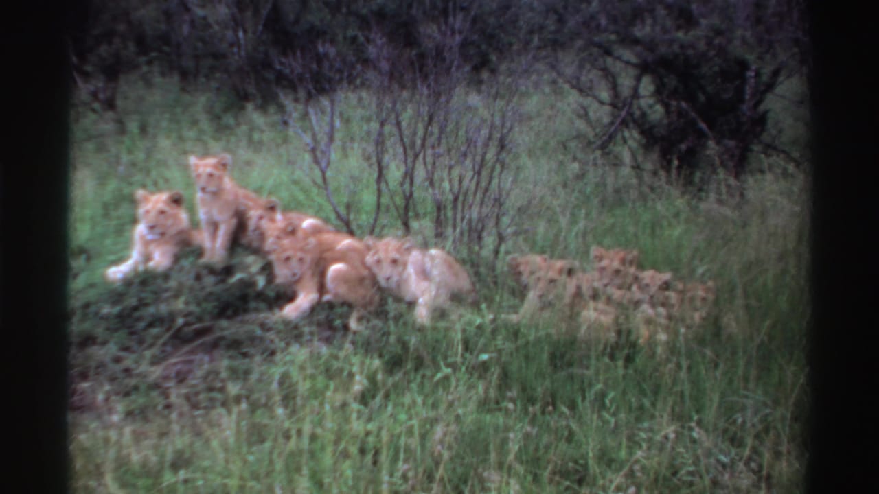 Lion cubs rest together in tall grass near shrubs and trees.