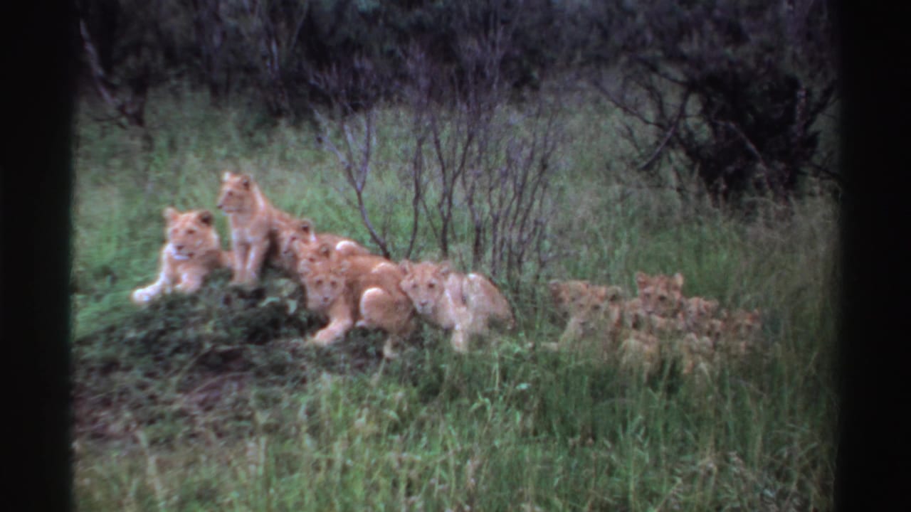 Lion cubs sit and lie close together in tall Nigerian grass, with a few cubs partly hidden near brush in the distance.