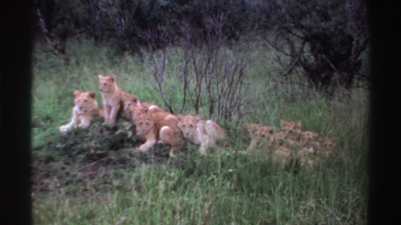A small pride of lion cubs remains clustered on a grassy mound in 1969 Nigeria footage, with more cubs barely visible to the right.