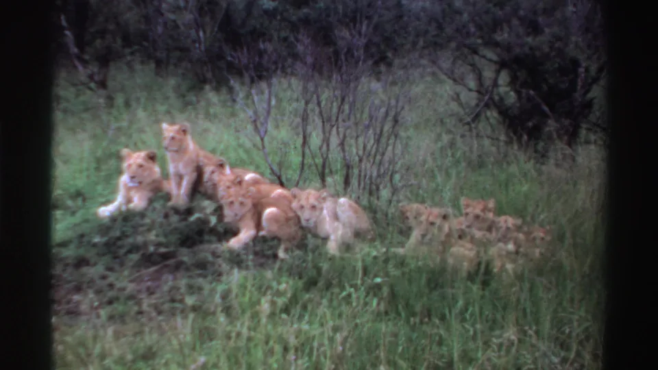 A small pride of lion cubs remains clustered on a grassy mound in 1969 Nigeria footage, with more cubs barely visible to the right.