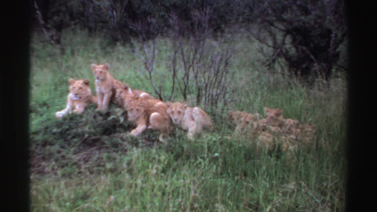 The final frame shows lion cubs resting in a grassy Nigerian clearing, surrounded by shrubs and soft, grainy 8mm color texture.
