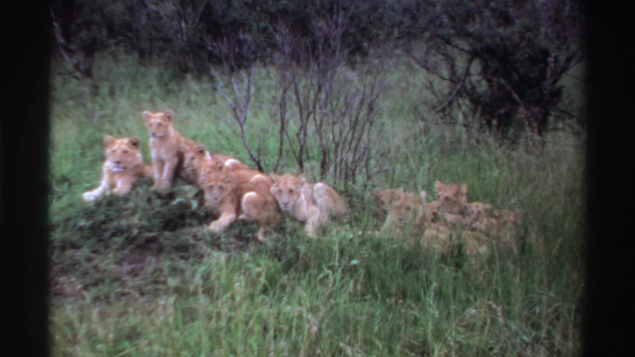 Lion cubs resting together on a grassy mound with shrubs behind them.