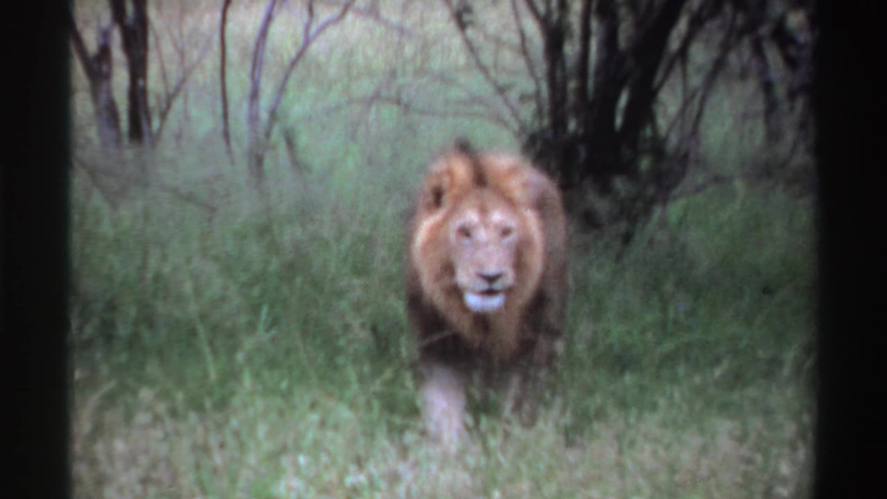 A male lion with a full mane walks toward the camera through tall grass in 1969 Nigeria wildlife home-movie footage.