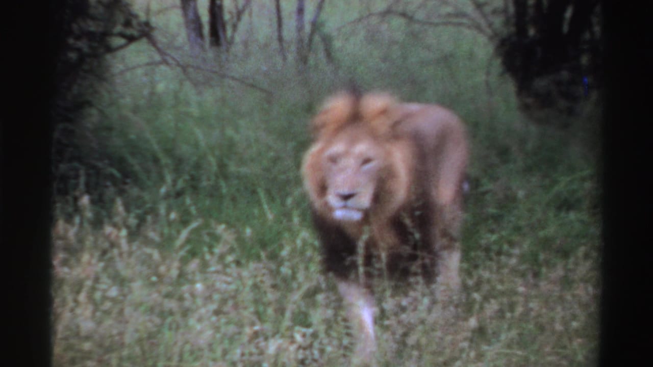 The male lion continues toward the lens through green grass, with soft 8mm focus and shadowed trees in the background.