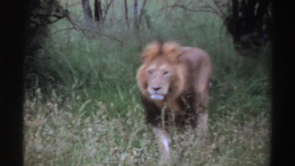 The male lion continues toward the lens through green grass, with soft 8mm focus and shadowed trees in the background.
