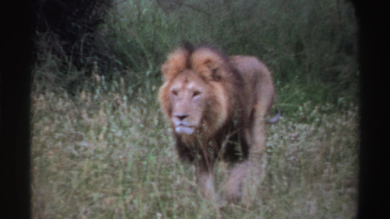 A male lion walks across tall grass in the Nigerian setting, framed by shrubs, trees, and visible 8mm film softness.