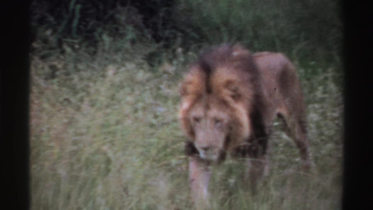 Male lion walking through tall grass toward the camera.