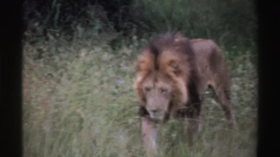 1969 Nigeria 8mm frame showing a male lion with a mane moving forward through tall grass and brush.