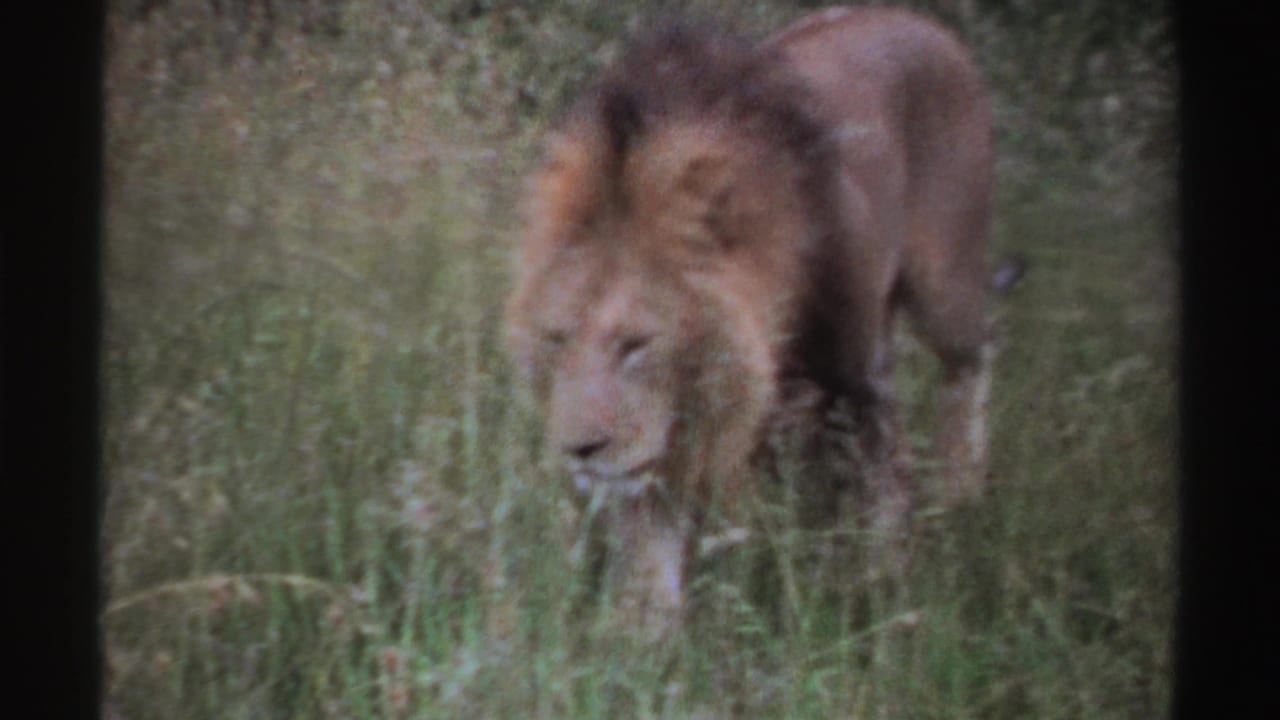 1969 Nigeria frame of a male lion partly obscured by tall grass, facing slightly right in an outdoor wildlife setting.