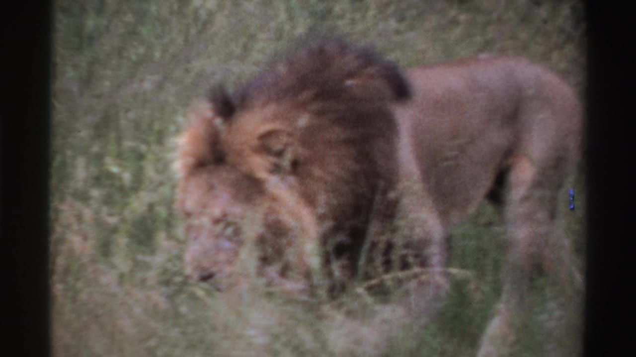 1969 Nigeria 8mm frame showing the male lion in profile, head lowered as it moves through dense grass.
