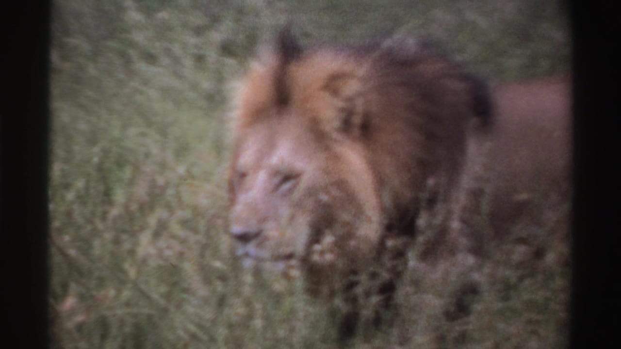 1969 Nigeria frame with a closer view of the male lion's mane and face partly veiled by grass.