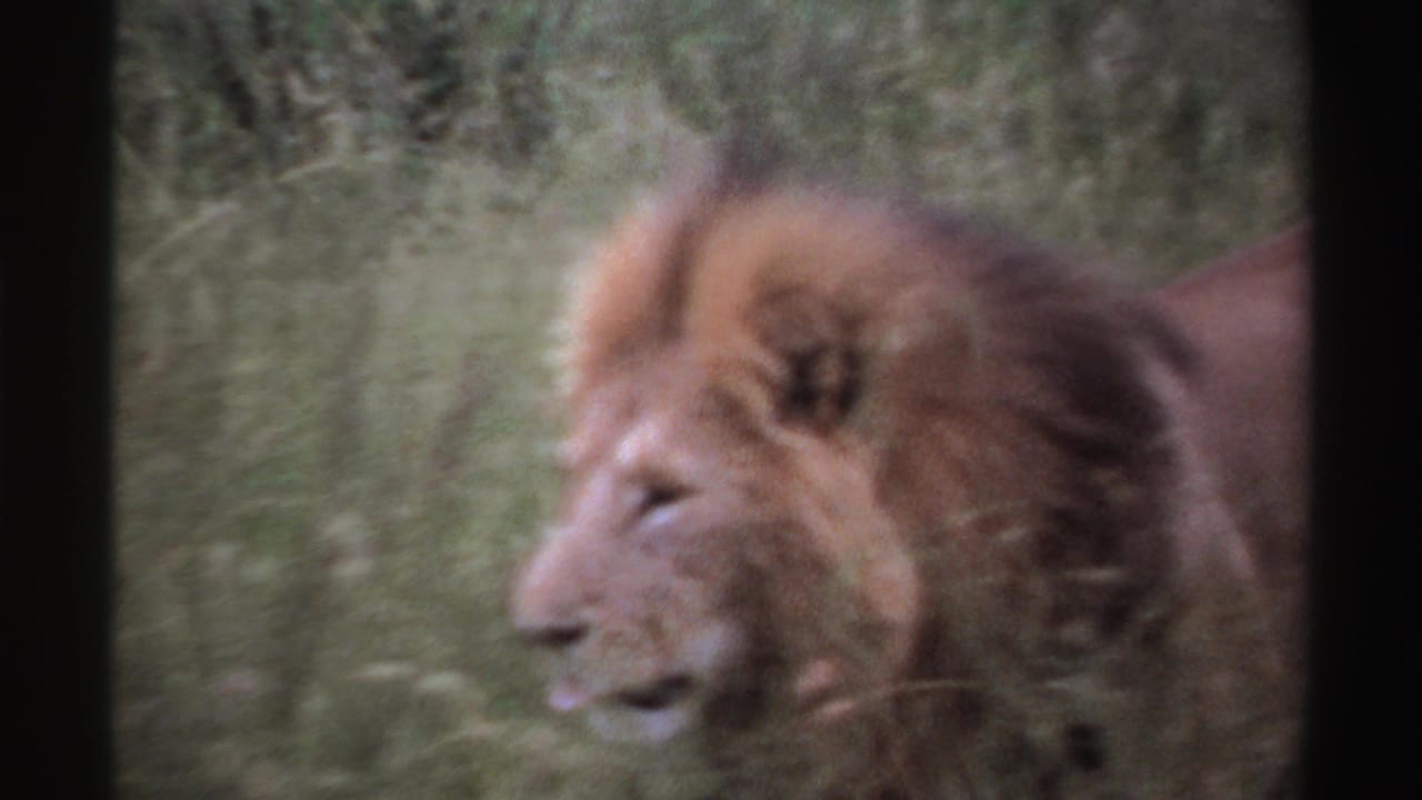 Male lion in profile moving through tall grass, seen through soft 8mm film grain.