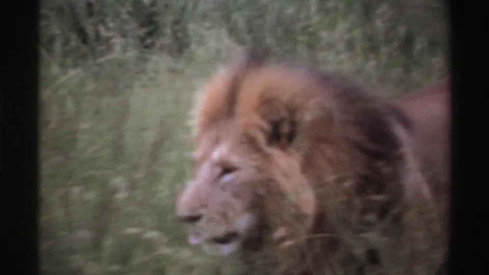 Male lion with a dark mane moves left through tall grass in Nigeria, 1969, captured in soft-focus 8mm footage.